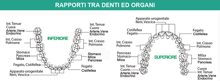 rapporto-tra-denti-e-organi