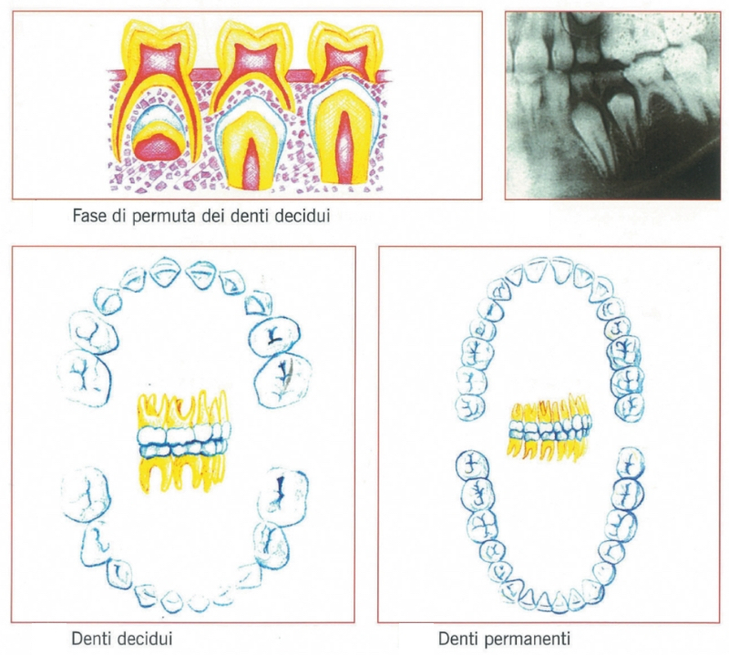 denti da latte e permanenti