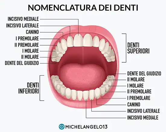 masticazione corretta anatomia denti michelangelo 13